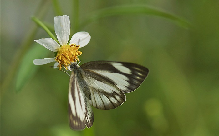 검은 나비와 흰 꽃 배경 화면 그림