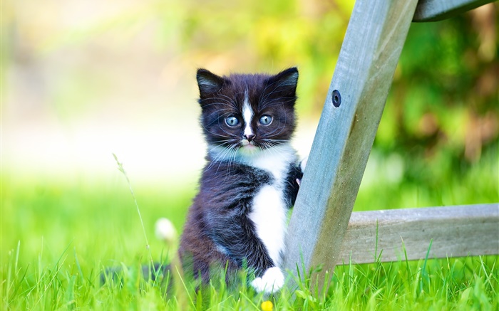 모피 애완 동물, 검은 고양이 잔디밭에서 배경 화면 그림