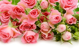 많은 핑크 장미 꽃