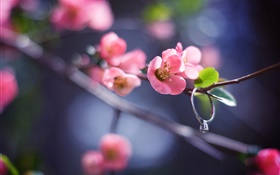 핑크 꽃 나뭇 가지, 봄, 다이아몬드 반지 HD 배경 화면