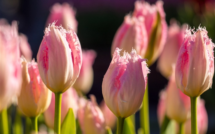 핑크 튤립, 꽃 매크로 사진, 봄 배경 화면 그림