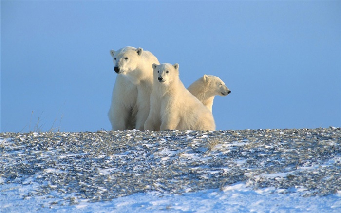 북극곰, 푸른 하늘 배경 화면 그림