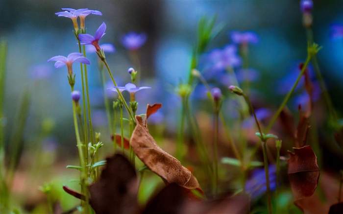 보라색의 작은 꽃 근접, 나뭇잎 배경 화면 그림