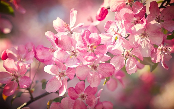 봄, 분홍색 벚꽃, 개화, 나뭇 가지 배경 화면 그림