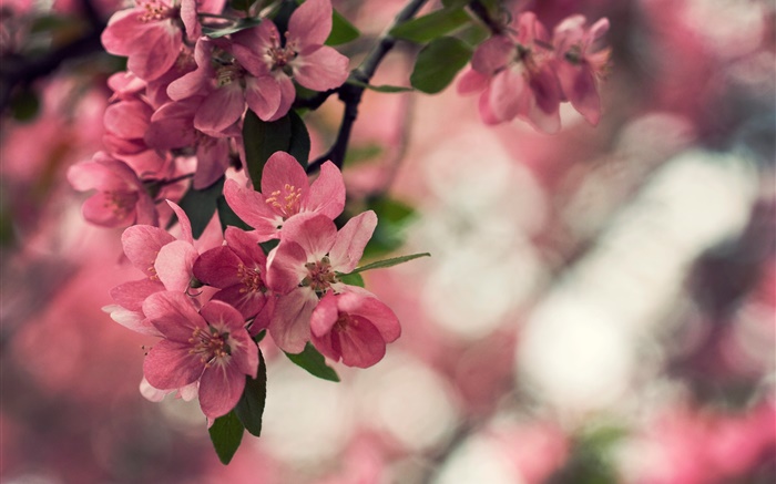 봄, 핑크 꽃, 나무, 나뭇잎 배경 화면 그림