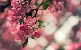 봄, 핑크 꽃, 나무, 나뭇잎 HD 배경 화면