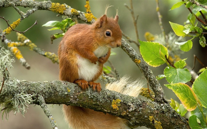 다람쥐, 목, 단풍, 나뭇 가지 배경 화면 그림
