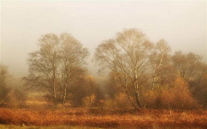 나무, 가을, 안개, 아침 배경 화면 그림
