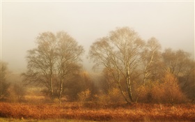 나무, 가을, 안개, 아침 HD 배경 화면