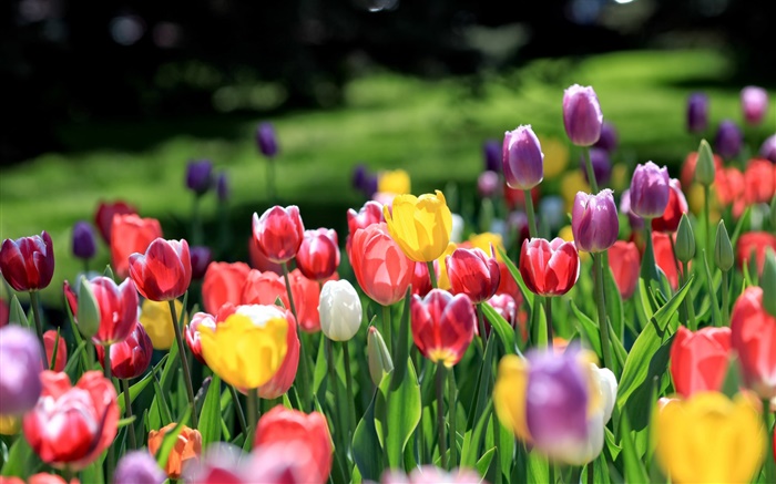 튤립 정원, 빨간색 노란색 보라색 분홍색 흰색 꽃 배경 화면 그림