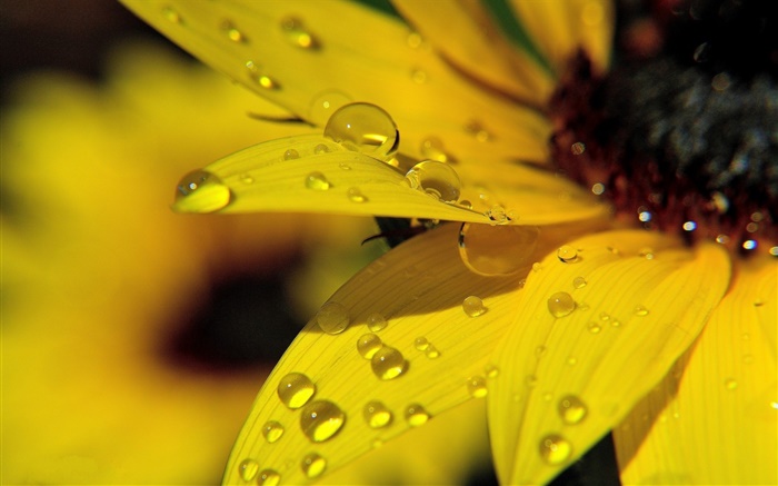 노란 해바라기 꽃잎 매크로 사진, 이슬 배경 화면 그림