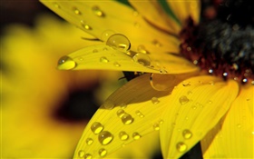 노란 해바라기 꽃잎 매크로 사진, 이슬 HD 배경 화면