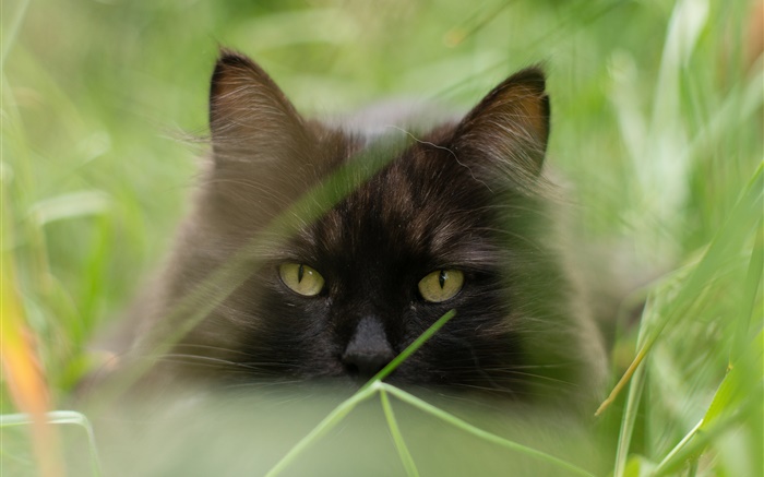 검은 고양이 얼굴, 잔디, 여름, 흐릿한 배경 화면 그림