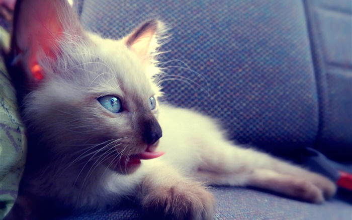 파란 눈 고양이 의자에 배경 화면 그림