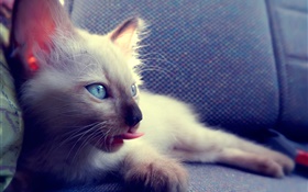 파란 눈 고양이 의자에