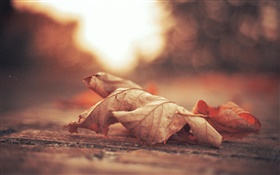 마른 잎, 도로, 가을