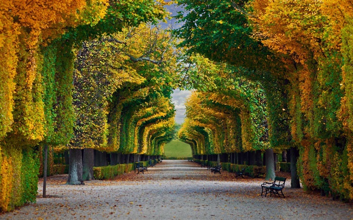 공원, 나무, 도로, 벤치, 가을 배경 화면 그림