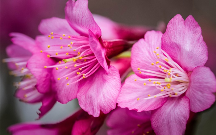 핑크 꽃 매크로 촬영, 암술 배경 화면 그림