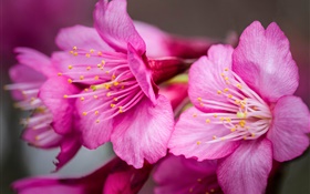 핑크 꽃 매크로 촬영, 암술