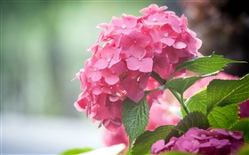 핑크 수국 꽃, 잎 HD 배경 화면