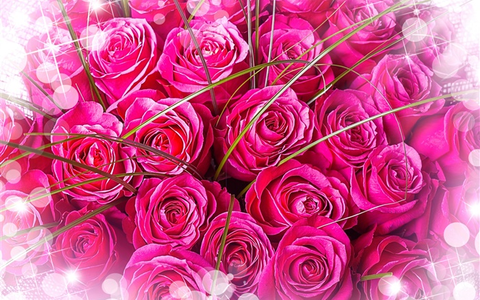 핑크 장미, 꽃다발, 눈부심 배경 화면 그림