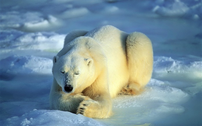 잠자는 북극곰 배경 화면 그림