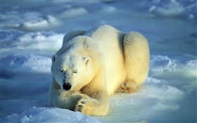 잠자는 북극곰 HD 배경 화면
