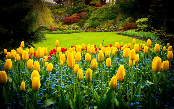 여왕 엘리자베스 공원, 캐나다, 노란 튤립, 잔디밭 배경 화면 그림
