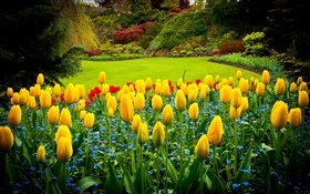 여왕 엘리자베스 공원, 캐나다, 노란 튤립, 잔디밭 HD 배경 화면