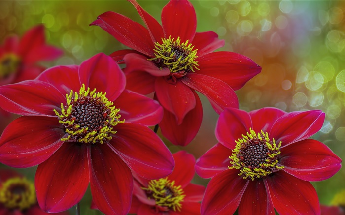 붉은 꽃 매크로 촬영, 꽃잎, 암술 배경 화면 그림