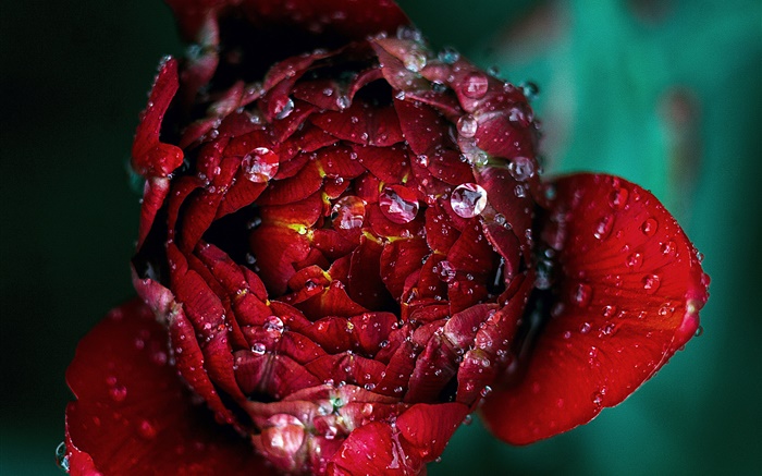 빨간 장미 꽃 근접 촬영, 이슬 배경 화면 그림