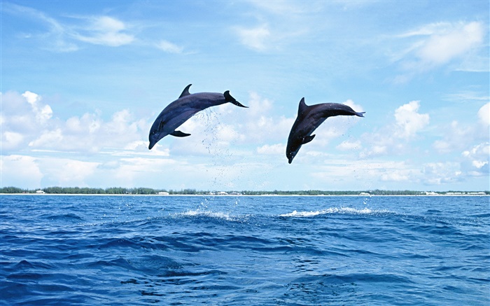 바다 동물, 돌고래, 점프 배경 화면 그림