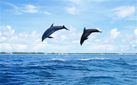 바다 동물, 돌고래, 점프