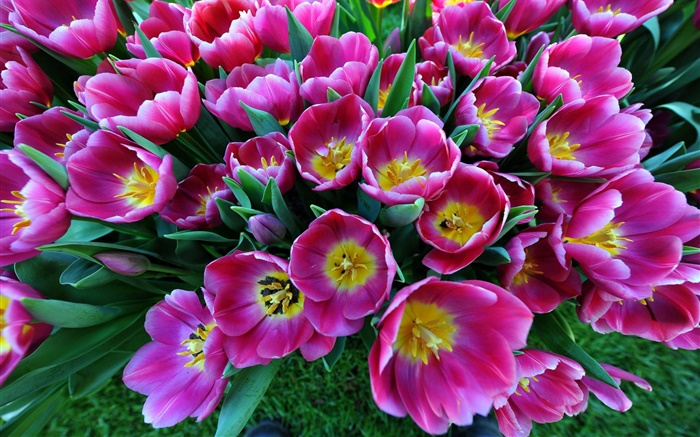 봄의 꽃, 보라색 튤립 배경 화면 그림