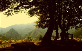 나무들, 산, 황혼 HD 배경 화면
