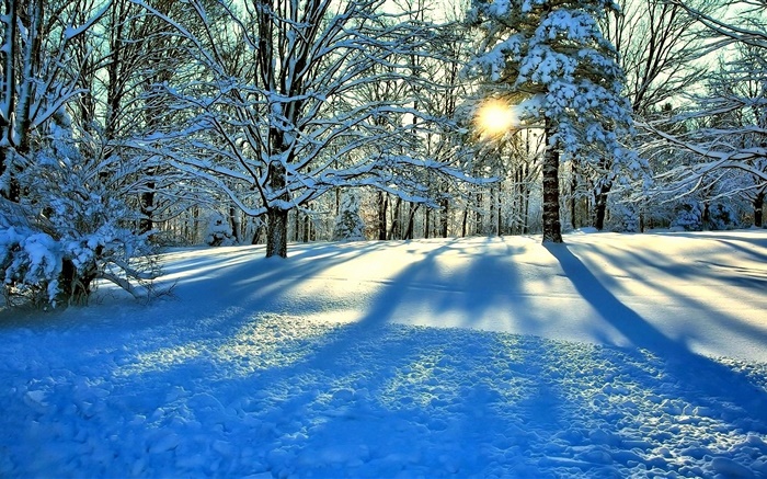 겨울, 눈, 나무, 태양 광선 배경 화면 그림