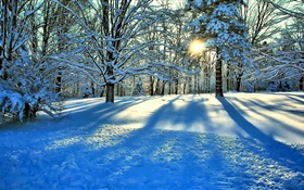 겨울, 눈, 나무, 태양 광선