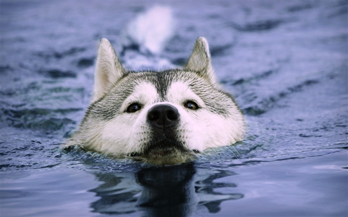 늑대가 물에서 수영하다. 배경 화면 그림