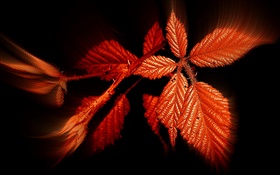 가을, 붉은 단풍, 검정색 배경
