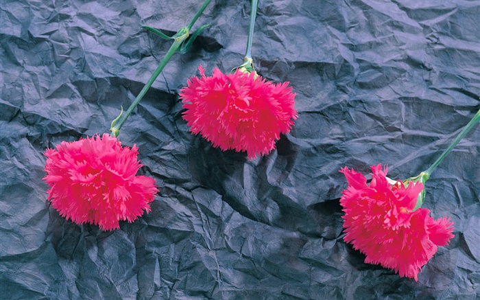 카네이션, 핑크 꽃 배경 화면 그림