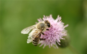 곤충 꿀벌 근접, 핑크 꽃 HD 배경 화면