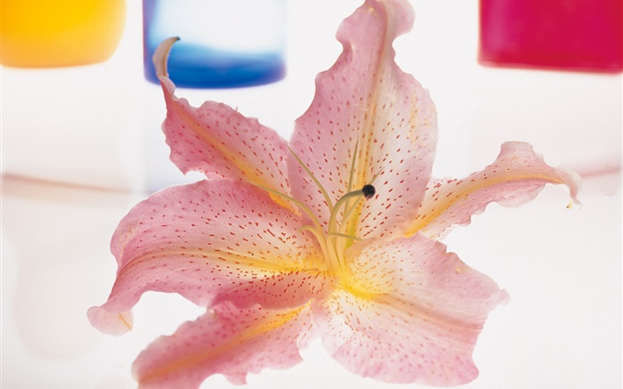 핑크 꽃잎 백합 근접 배경 화면 그림