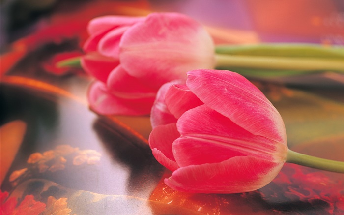 핑크 튤립, 꽃 근접 촬영 배경 화면 그림