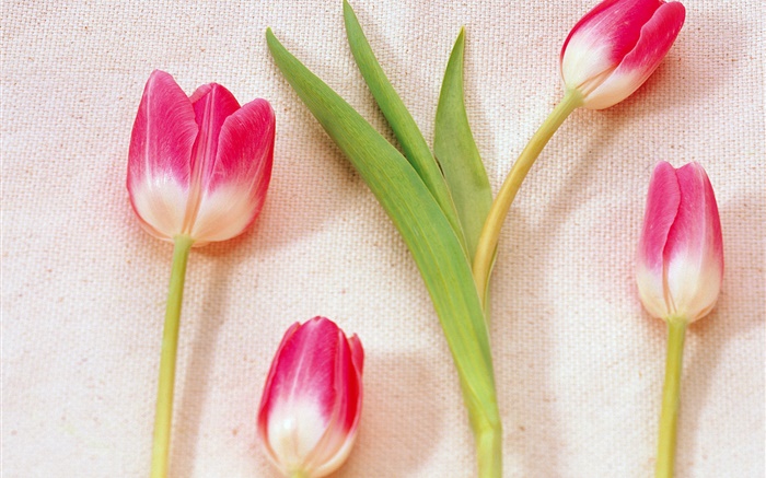 분홍색 흰색 꽃잎 튤립 배경 화면 그림