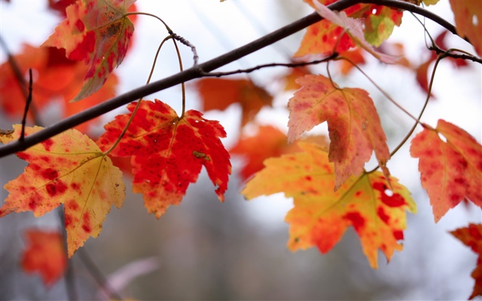 붉은 단풍, 나뭇 가지, 가을 배경 화면 그림
