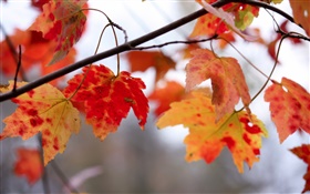 붉은 단풍, 나뭇 가지, 가을 HD 배경 화면