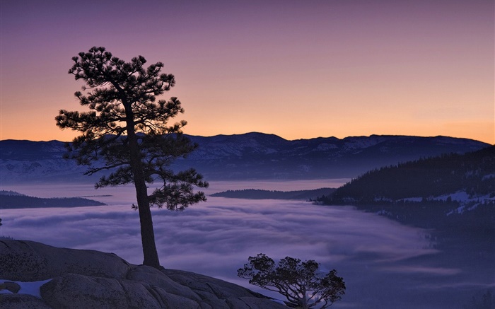 나무, 안개, 산, 새벽 배경 화면 그림