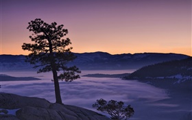 나무, 안개, 산, 새벽 HD 배경 화면