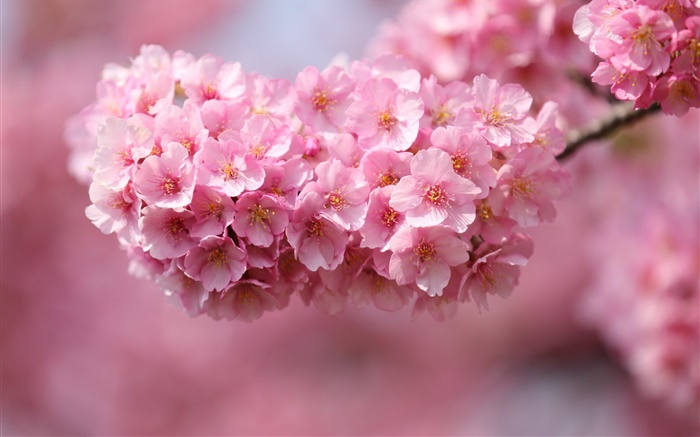 분홍색 벚꽃의 꽃, 봄 배경 화면 그림