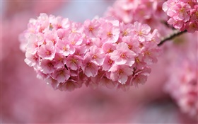 분홍색 벚꽃의 꽃, 봄 HD 배경 화면